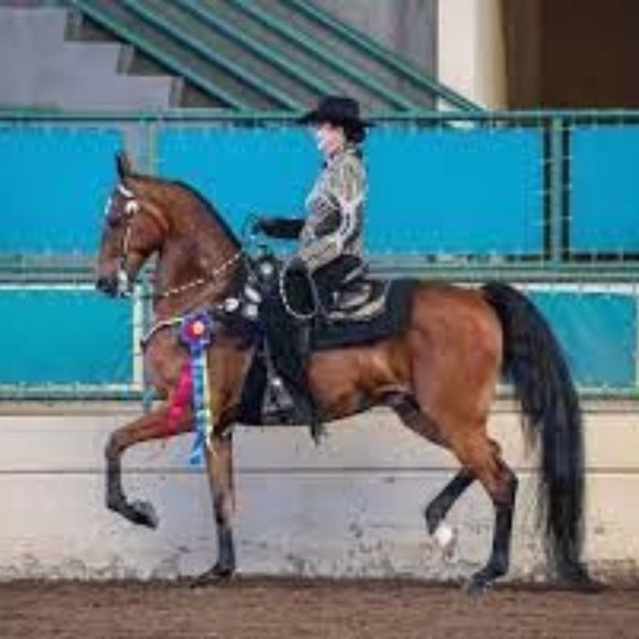 SADDLEBRED MEN'S VINTAGE PURE COTON W/ THICK INSULATED LINING - Picture 8 of 17